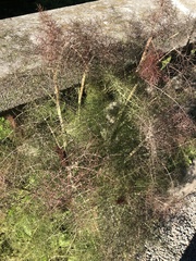 Cycloloma atriplicifolium