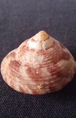 Clanculus limbatus