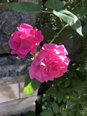 Rosa