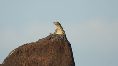 Paralaudakia caucasia