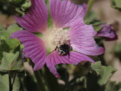 Malva lusitanica