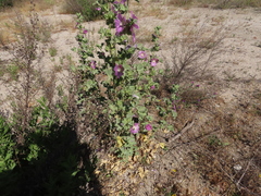 Malva lusitanica