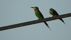Merops persicus