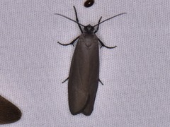 Urodus parvula