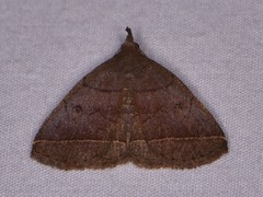 Zanclognatha obscuripennis