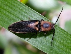 Megapenthes limbalis