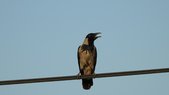 Corvus cornix