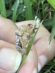 Neocicada hieroglyphica