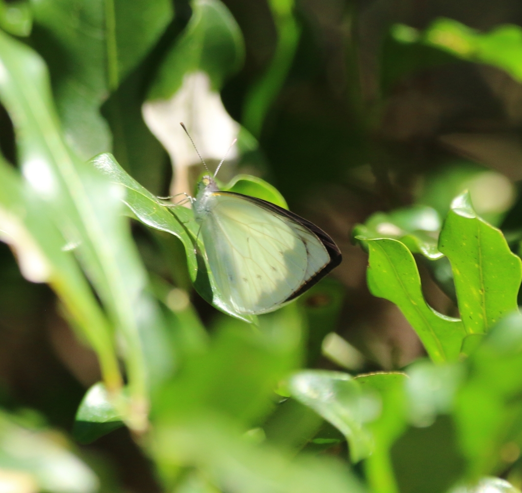 Common Pearl White