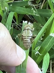 Neocicada hieroglyphica