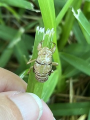 Neocicada hieroglyphica