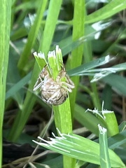 Neocicada hieroglyphica