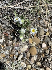 Erigeron caespitosus