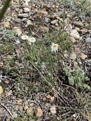 Erigeron caespitosus