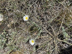 Erigeron caespitosus