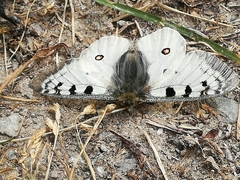 Parnassius phoebus