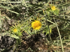 Centromadia parryi congdonii