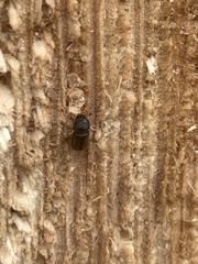 Trypodendron