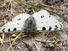 Parnassius phoebus
