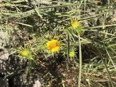 Centromadia parryi congdonii