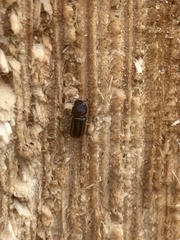 Trypodendron