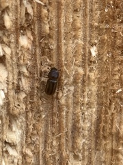 Trypodendron