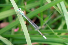 Pseudagrion decorum