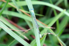 Pseudagrion decorum