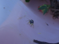 Heliophanus flavipes