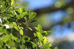 Ficus obliqua obliqua