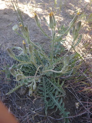 Crepis occidentalis