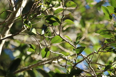 Ficus obliqua obliqua