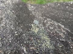 Lecanora polytropa