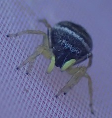 Heliophanus flavipes