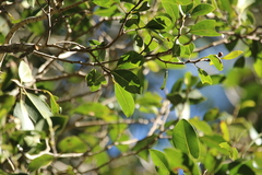Ficus obliqua obliqua