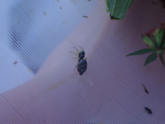 Heliophanus flavipes