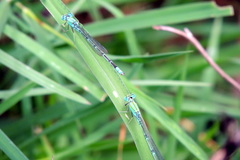Pseudagrion decorum