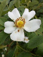 Rosa deseglisei