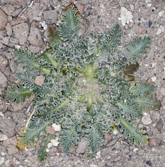 Glyptopleura marginata