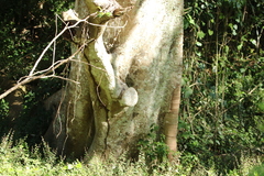 Ficus obliqua obliqua