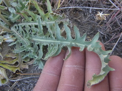 Crepis occidentalis