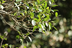Ficus obliqua obliqua