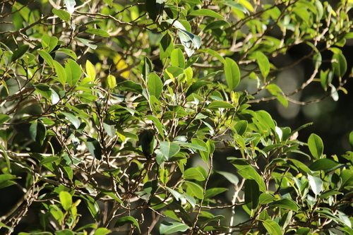 Image of Ficus obliqua by (c) Greg Tasney, some rights reserved (CC BY-SA)