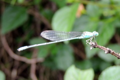 Pseudagrion decorum