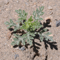 Euphrosyne nevadensis