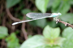 Pseudagrion decorum