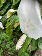 Spathiphyllum wallisii
