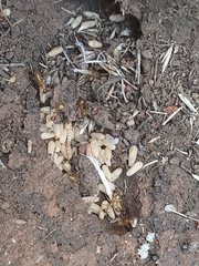 Camponotus pudorosus