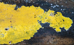 Phlebiodontia subochracea