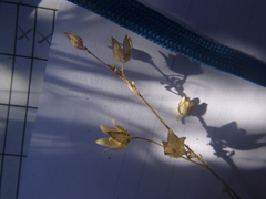 Polemonium micranthum